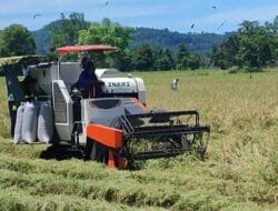 Waspada di Musim Panen! Pencuri Gabah Merajalela di Bone
