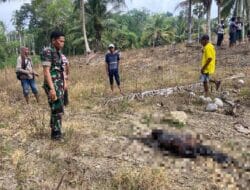 Geger, Sesosok Mayat Pria di Bone Ditemukan Warga di Tengah Perkebunan