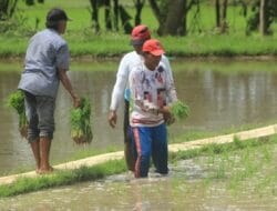 Petani Jadi Sasaran Politisasi