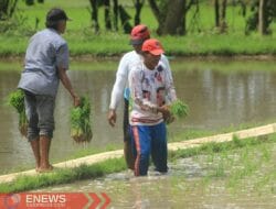 Bantuan Dana Kelompok Tani di Bone Diduga Disunat