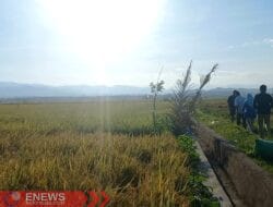 Sikap Bulog Buat Petani di Bone Menjerit