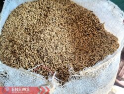 Kepala Bulog Bone Bantah Terima Serapan dari Luar Kabupaten