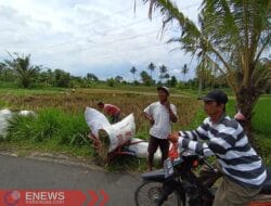 Tuding Bulog Pilih Kasih, Gabah Petani Sirahan Masih Dibeli Tengkulak