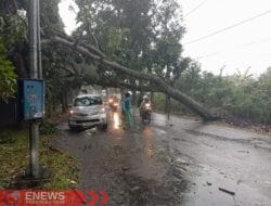 Breaking News: Hujan Ekstrem di Magelang, Sejumlah Pohon Tumbang