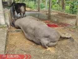 Sapi Qurban Prabowo di Sulbar Senilai Rp125 Juta Disembelih Lebih Awal