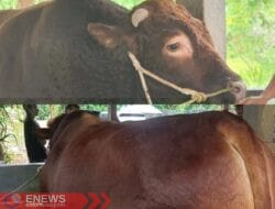 Sapi Kurban Prabowo di Bone Dibeli dari Peternak Libureng, Disembelih di Bengo