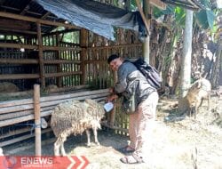 Warga Mamuju Sumbang Hewan Kurban di Magelang