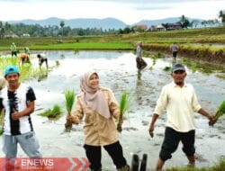Atas Instruksi Kades, Sistem Tapin Benih Padi di Desa Samaenre Bengo Capai 70 Persen