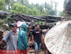 Beringin Jumbo Usia Ratusan Tahun di Sinjai Tumbang, Timpa Tiang listrik-Akses Jalan Tertutup