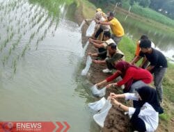 Petani di Desa Samaenre Tebar Mina Padi Pemberian Bupati Bone
