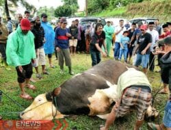 Sapi Kurban Terbesar Kedua di Sulsel dari Presiden Prabowo Disembelih di Sinjai