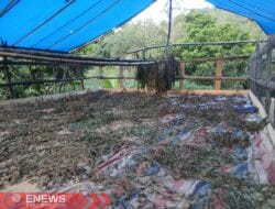Arena Judi Sabung Ayam di Desa Sadar Berubah Jadi Jemuran Daun Nilam
