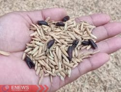 Diserang Hama, Hasil Panen Padi di Sibulue Bone Anjlok