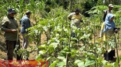 Hemat Uang Belanja Emak-emak, DD di Bone Dialokasikan Beli Bibit Sayur