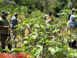 Hemat Uang Belanja Emak-emak, DD di Bone Dialokasikan Beli Bibit Sayur