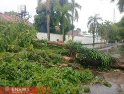 Cuaca Ekstrem Hantam Sinjai: Puluhan Pohon Tumbang, Rumah dan Kantor Rusak