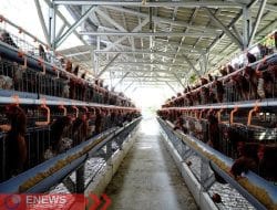 Bone Ditunjuk Jadi Lokasi Industri Ayam Terintegrasi Nasional