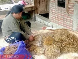 Padi Gogo, Saksi Bisu Perjuangan Leluhur di Pegunungan Majene