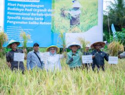 PT Vale Panen Demplot Padi Berkelanjutan di Kolaka