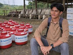 Ekspor 5.000 Dosis Semen Beku Disorot di Tengah Defisit Daging Nasional