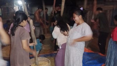 Sekam Padi Gunung, Tradisi Warga Rattepadang Majene Jaga Kemurnian Beras