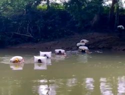 Infrastruktur Minim, Petani Sibulue Bone Bayar dengan Risiko