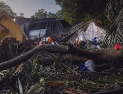 Pohon Tumbang Timpa Tenda Pernikahan di Bone, Ibu Pengantin Tewas