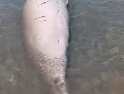 Dugong Ditemukan Mati di Perairan Pantai Galesong Takalar