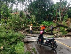 Pohon Trembesi Tumbang Tutup Jalan Poros Sinjai-Bulukumba