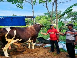Desa Arasoe Jadi Lokasi Penyembelihan Sapi Kurban Presiden Prabowo di Bone