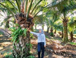 Harga Sawit di Mamuju Terjun Bebas, Petani Menjerit