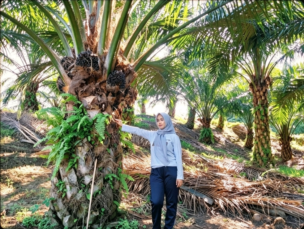 Ketgam: Riska Pile, petani sawit di Kecamatan Sampaga, Kabupaten Mamuju, menunjukkan tanaman sawit miliknya di tengah anjloknya harga Tandan Buah Segar (TBS) yang kini menyentuh Rp1.000 per kilogram.