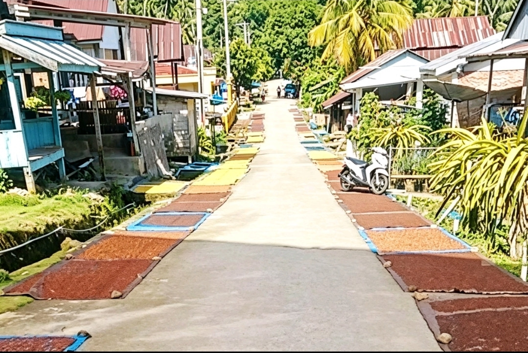 Ketgam: Hamparan cengkeh yang dijemur warga di sisi badan jalan Desa Seppong, Kecamatan Tammerodo Sendana, Kabupaten Majene, mempersempit akses lalu lintas dan dikeluhkan pengguna jalan karena dinilai berpotensi membahayakan keselamatan pengendara, Jumat (5/6/2026). (Dok. M. Kamil)