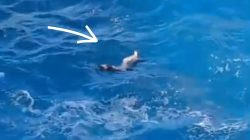 Ketgam: Tangkapan layar video yang beredar di media sosial memperlihatkan seorang remaja putri yang diduga Elmi (17), warga Kecamatan Herlang, Bulukumba, terombang-ambing di laut setelah tersapu ombak di kawasan wisata Apparalang, Desa Lembanna, Kecamatan Bonto Bahari, Minggu (7/6/2026).