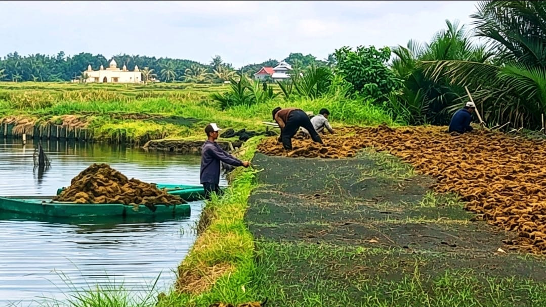 Ketgam: Sejumlah petani tambak beraktivitas di kawasan tambak Kecamatan Cenrana, Kabupaten Bone. Warga mengaku semakin resah dan memilih menjaga tambak karena khawatir maraknya aksi pencurian yang mereka kaitkan dengan dugaan peredaran narkotika di wilayah tersebut. Foto: ENews Indonesia.