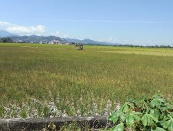 El Nino Hantam Pinrang, KNPI Sebut Mitigasi Pemkab Gagal