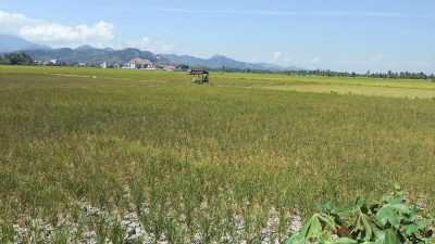 Ketgam: Kondisi areal persawahan di Kabupaten Pinrang yang mulai mengering akibat minimnya pasokan air selama musim kemarau. KNPI Pinrang menyebut ratusan hektare lahan telah dipastikan gagal panen dan meminta pemerintah daerah segera mengambil langkah penanganan. (ENews)