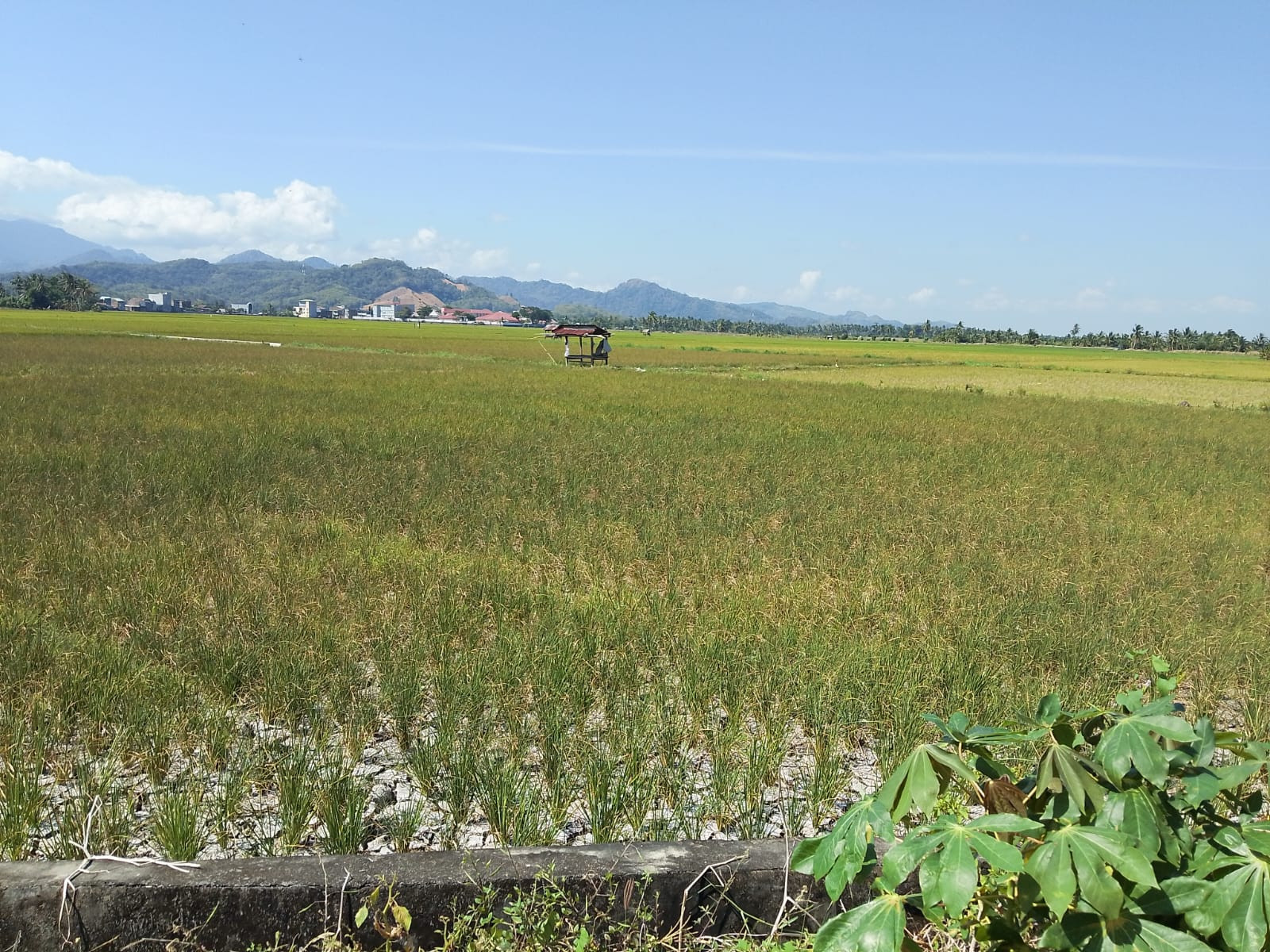 Ketgam: Kondisi areal persawahan di Kabupaten Pinrang yang mulai mengering akibat minimnya pasokan air selama musim kemarau. KNPI Pinrang menyebut ratusan hektare lahan telah dipastikan gagal panen dan meminta pemerintah daerah segera mengambil langkah penanganan. (ENews)