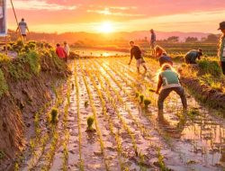 Sinjai Tanam Padi Serentak 2.260 Hektare, Target Produksi Capai 10 Ton