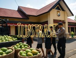 Kasus Pencurian Mangga di Bantaeng Bergulir, Pelapor Soroti Terlapor Bebas