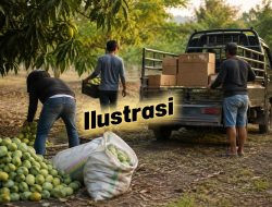 Kasus Mangga di Bantaeng, Pelapor Pertanyakan Dasar Pembebasan Terlapor