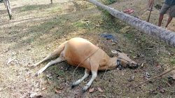 Usai Ratusan Ayam, Kini 7 Sapi Mati Mendadak di Sinjai