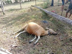 Usai Ratusan Ayam, Kini 7 Sapi Mati Mendadak di Sinjai