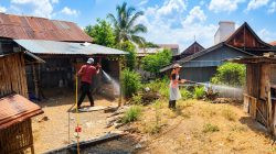 Ribuan Ayam Mati Mendadak di Sinjai, Hasil Laboratorium Positif Flu Burung