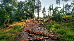 Empat Tersangka Pembalakan Hutan Bonto Lojong, Publik Tagih Kejelasan
