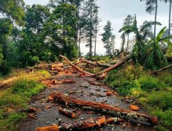 Empat Tersangka Pembalakan Hutan Bonto Lojong, Publik Tagih Kejelasan