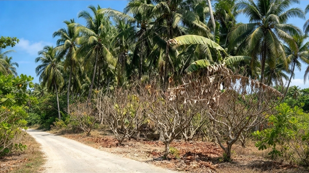 Ketgam: Sejumlah tanaman jangka panjang milik petani di Kecamatan Tammero’do, Kabupaten Majene, mengering dan mati akibat kemarau panjang. Kondisi ini mengancam penghasilan petani yang bergantung pada hasil perkebunan.